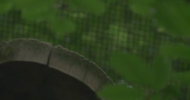 Gri Baykuş Hollow Ağaç Gövde üzerinde oturuyor