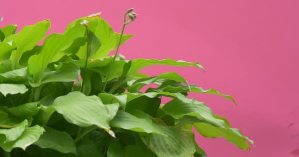 Hosta, Pianta con Grandi Foglie Verdi, Cespuglio, Pulsante Verde — Video Stock