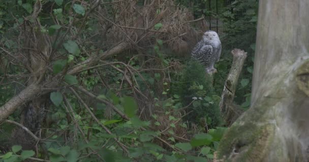 雪猫头鹰，白猫头鹰坐，远方 — 图库视频影像