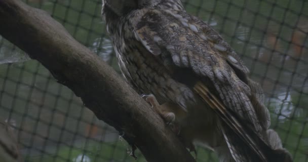 Búho gris está sentado en la rama, rejilla de jaula en el fondo — Vídeo de stock