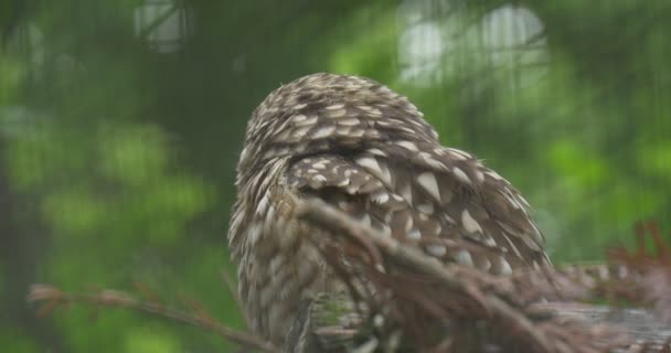 Speckled Brown Little Owl, крупный план — стоковое видео