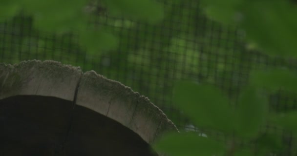 Grey Owl Is Sitting on Hollow Tree Trunk — Stock Video