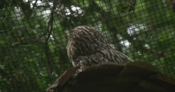 Grey Owl sitter på träbrädor — Stockvideo