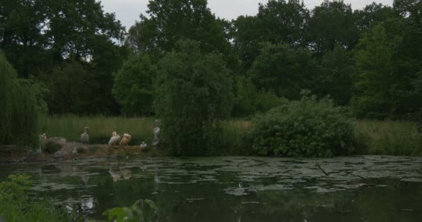 Grupp av Pelecanus rufescens, onocrotalus, rosa-backed och Great White Pelicans och buskar på Bank of Pond, Backwater, wide shot — Stockvideo