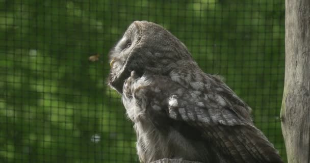 Great Grey Owl, Bird, Cage Grate, Fly Away — Stock Video