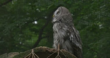 Büyük gri baykuş, kuş, dikkatleri, kafes Grate olduğunu