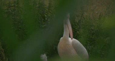 Pelecanus Onocrotalus, büyük beyaz Pelikan aracılığıyla yüksek çimen