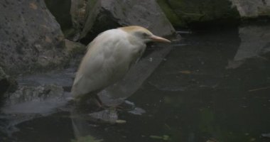 Sığır balıkçıl, Bubulcus Ibis boyun ile geri çekildi