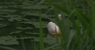 Pelecanus Rufescens, Onocrotalus, pembe - destekli ve büyük beyaz Pelikan yüzen vardır