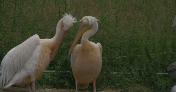 Två Pelecanus taggsvamp, stor vit Pelikan er avlysningen deras fjädrar — Stockvideo