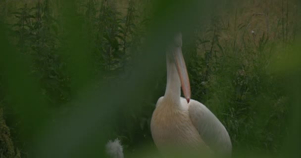 Pelecanus Onocrotalus, stor vit Pelikan genom högt gräs — Stockvideo