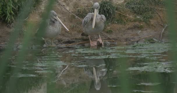 Pelecanus, dos pelícanos grises en el estanque — Vídeo de stock