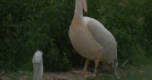 Dois Pelecanus Rufescens, Onocrotalus, Pink-apoiados e pelicanos brancos grandes na grama alta — Vídeo de Stock