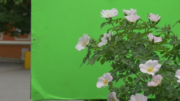 Rose Bush con flores blancas ondea en el viento — Vídeos de Stock