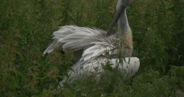 Tek Pelecanus Rufescens, pembe - Pelikan çayır üzerinde desteklenen