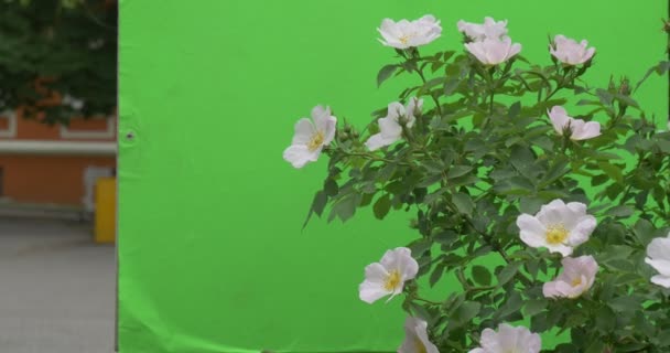 Роза Буш, белые цветы, колеблющиеся на ветру — стоковое видео