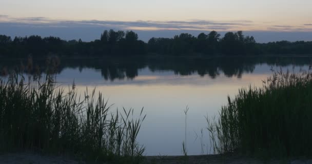 Reed na rybníku, Sandy Beach closeup. Horizont, kus modrý nebe, hladká voda, večer — Stock video