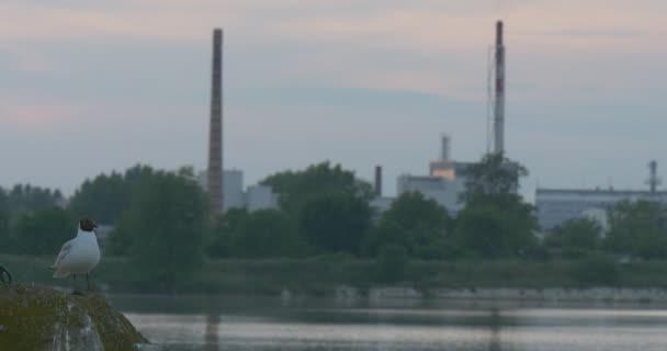 Sonnenuntergang am Fluss, Baumsilhouetten und Himmelsspiegelungen im Wasser — Stockvideo