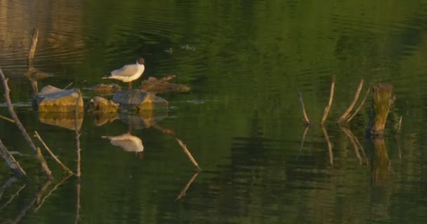Möwen sitzen auf den Steinen des Flusses am Ufer des Sees — Stockvideo