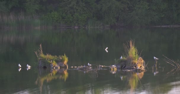 Étang, Rivière, Lac Plage, Eau ondulée, Réflexion des arbres, Plantes aquatiques, Mouettes — Video