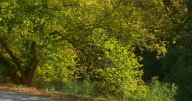 Göl Yeşil Çalılar Çim Güneşli Sonbahar Günü Outdoors yakınındaki Tepede Büyük Yeşil Yayılan Ağaç
