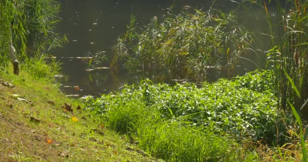 Mann mit Rucksack wandert auf dem Hügel in der Nähe des Sees Weidenschilf saftig grünes Gras sonnig warmen Herbsttag im Freien — Stockvideo