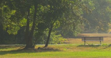 Wood Bench In The Park Green Trees Lawn WIth Juicy Green Grass Sunny Autumn Day