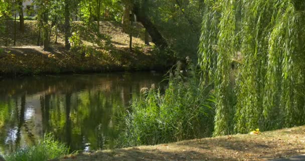 Su Yüzeyi Yeşil Ağaçlar Park Alanı Güneşli Sonbahar Günü Opole Polonya On Pond Gölü Sakin Su Yansıması — Stok video