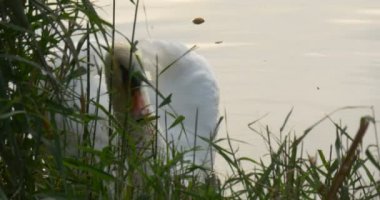White Swan Slowly Turns Around On The Water Swan In The Reeds Circles On The Water Warm Autumn Day Outdoors Opole Poland