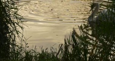White Swan Floats On The Lake Surface Close View Reeds Autumn Day Outdoors Opole Poland