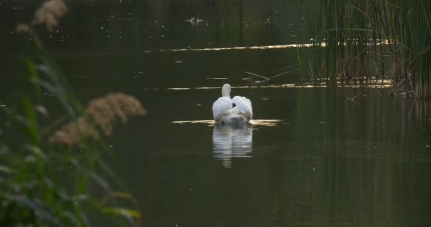 White Swan And Two Ducks Float On The Water Lake Reeds Autumn Day Outdoors Opole Poland — 图库视频影像