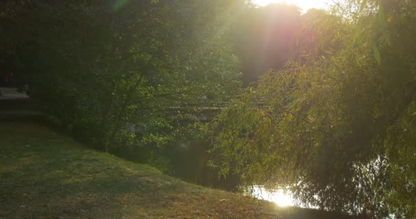 Lago di stagno Sole splende alla macchina fotografica Raggi del sole Ondulazione riva del lago Acqua liscia al bosco Grove Green Trees Silhouettes Branch Reed Trees Riflessione — Video Stock