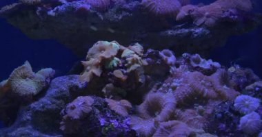 Discosoma, Actinodiscus, Mantar Mercan, Yumuşak Mercan Closeup, Mağribi Idol