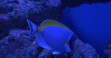 Acanthurus Leucosternon, Tropikal Balık, Sarı Yüzgeçli, Beyaz Yüzgeçli, Arusetta Asfur