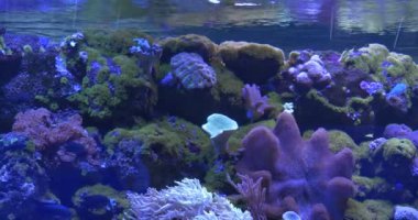 Zebrasoma Flavescens, Paracanthurus Hepatus Among Corals, Mushroom Coral, Sarcophyton, Sinularia, Paramuricea, Water Surface