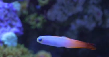 Nemateleotris magnifica, Yangın Goby, Yangın Balık, Yangın Dartfish, Kırmızı Yangın Goby anomg Corals