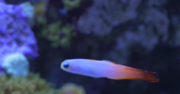 Nemateleotris magnifica, Fire Goby, Fire Fish, Fire Dartfish, Red Fire Goby anomg Corals — Stock Video