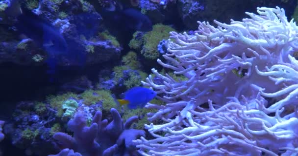 Peixes, Chrysiptera Parasema, entre corais, Coral de cogumelos, Sarcophyton — Vídeo de Stock