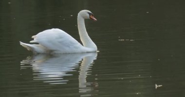 White Swan And Wild Grey Duck Float At The Lake Swan Wets Its Beak In The Water Turns Head Bends The Neck And Waves Its Tail Autumn Day Outdoors