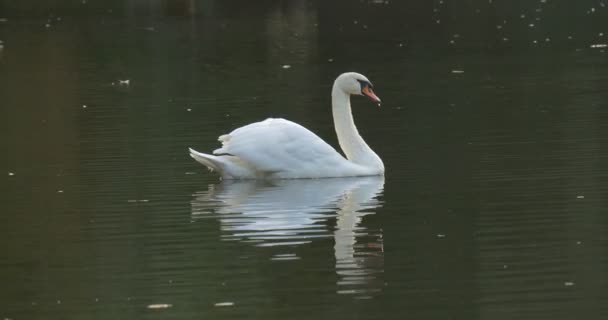 Il cigno bianco galleggia lentamente al lago Anatre grigie selvatiche galleggiano dietro foglie secche sulla superficie dell'acqua Giorno d'autunno all'aperto — Video Stock