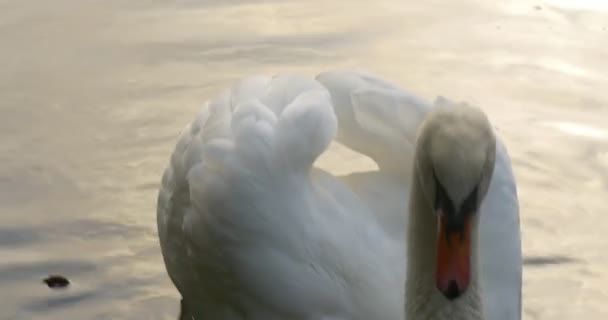 Weißer Schwan schwimmt am See Schwan benetzt seinen Schnabel im Wasser Nahsicht warmer Herbsttag im Freien — Stockvideo