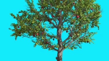 Elma ağacı kırmızı meyve Chroma anahtar mavi ekran ince ağaç ile yeşil yaprakları ince gövde ağacı Swaying Rüzgar güneşli gün yaz bilgisayar animasyon at olduğunu