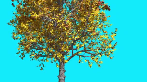 Montaña arce croma clave azul pantalla árbol amarillo hojas ramas árbol se balancea en el viento soleado día sol brilla otoño computadora generada animación — Vídeos de Stock