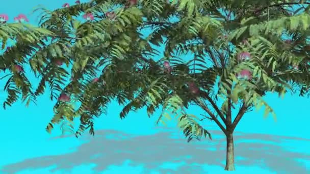 Mimosen mit Blumen Chroma Schlüssel blauer Bildschirm Baum grüne Blätter dünnen Stamm Baum schwankt im Wind in sonnigen Tag Sonne scheint Sommer Computeranimation — Stockvideo