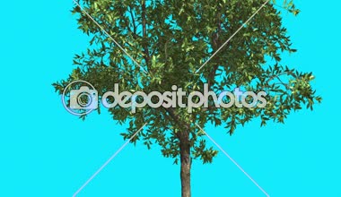 Portakal ağacı Chroma anahtar mavi ekran ince ile yeşil yaprakları ince gövde ağaç Swaying Rüzgar güneşli gün güneş parlar yaz bilgisayar animasyon at olduğunu