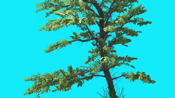 Árbol inclinado de la pantalla azul dominante del croma del arce de Plitvice con el árbol verde de las hojas se balancea en el día soleado del viento Animación generada por computadora del verano — Vídeos de Stock