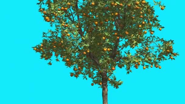Naranja fruta croma clave azul pantalla delgada árbol con verde estrecho deja tronco delgado árbol se balancea en el viento soleado día verano animación por computadora — Vídeos de Stock