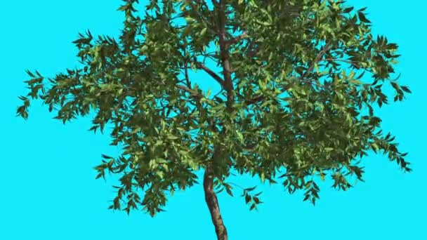 Árvore alaranjada Chroma Key Blue Screen Thin Tree com folhas verdes Thin Trunk Tree está balançando no forte vento ensolarado dia sol brilha verão animação por computador — Vídeo de Stock