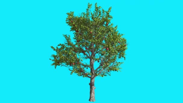 Elma ağacı Kırmızı elma meyve Rüzgar yeşil taç yaprakları yazın güneşli gün bilgisayar animasyon oluşturulan sallanan Chroma anahtar mavi ekran ağaç üzerinde — Stok video