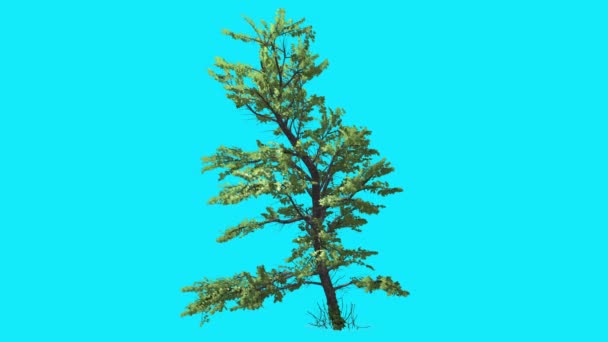 L'érable de Plitvice sur l'écran bleu de Chroma Key Inclined Tree oscille au vent Feuilles vertes Journée ensoleillée d'été Studio d'animation généré par ordinateur — Video